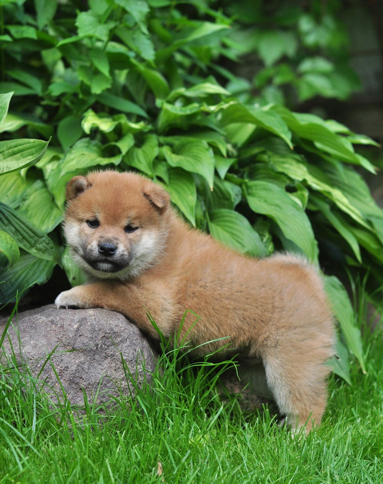 сиба питомник Рубилайт щенки на продажу rubylight  сиба щенки купить