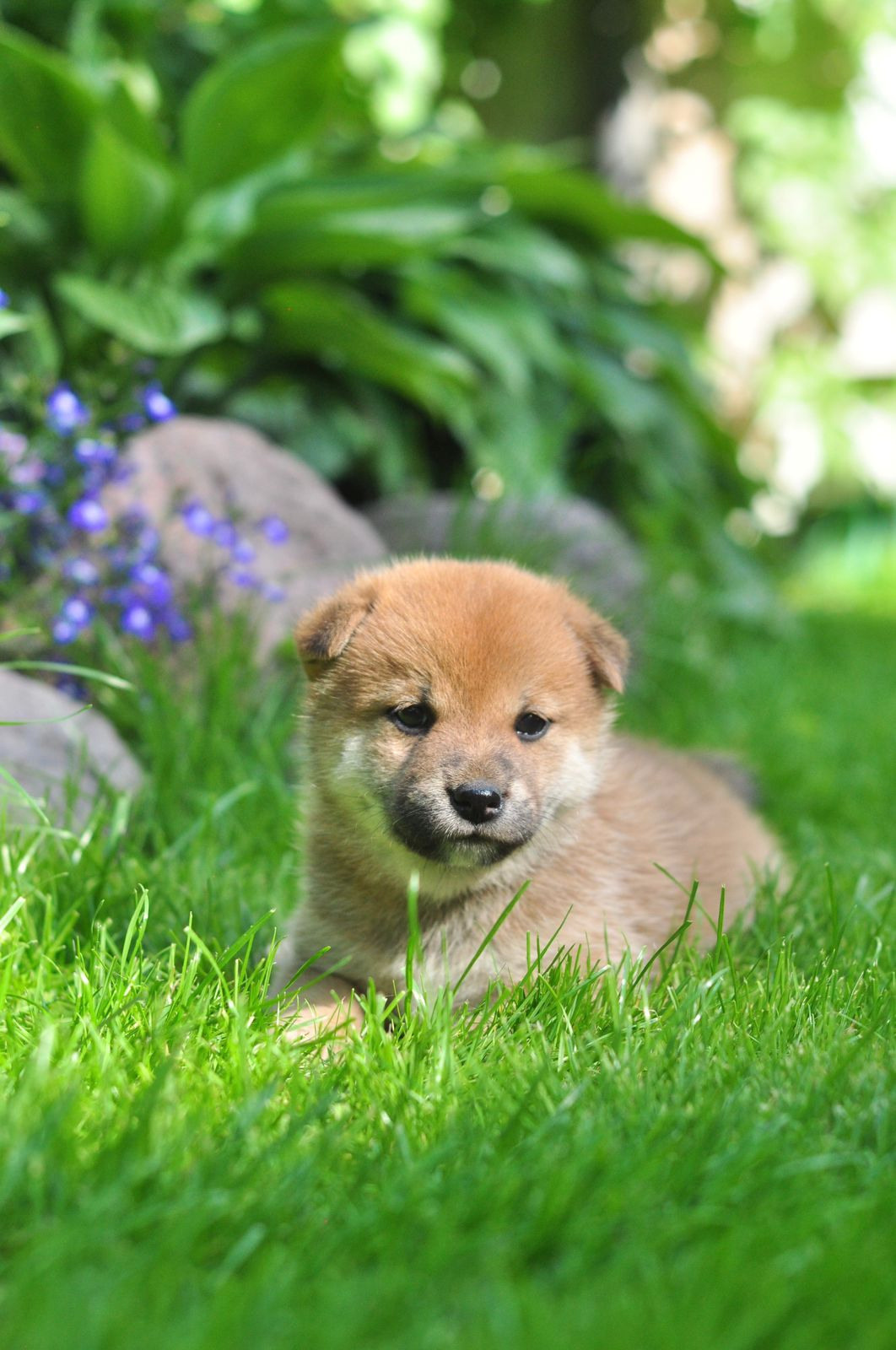 сиба питомник Рубилайт щенки на продажу rubylight  сиба щенки купить