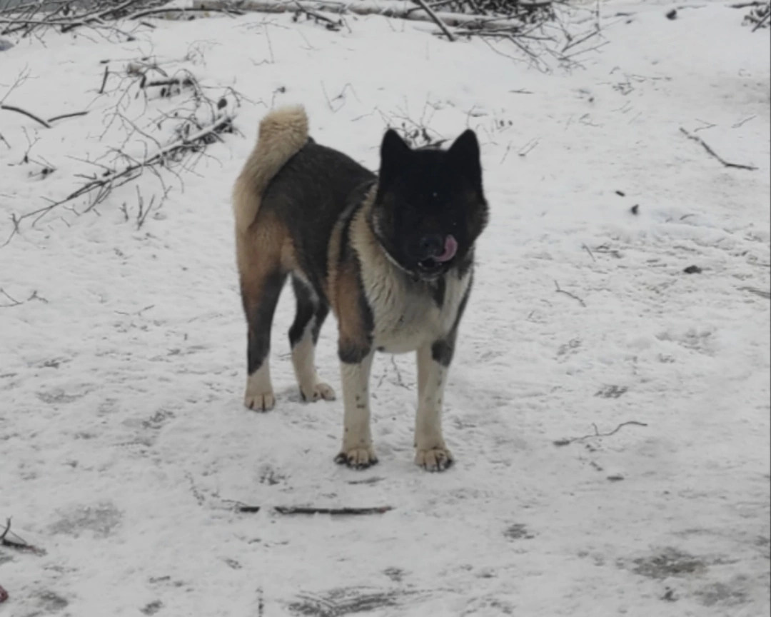 Triumf Sibiri Sting Shape of my Heart * Сэм   Американская Акита кобель питомник RUBYLIGHT Санкт-Петербург