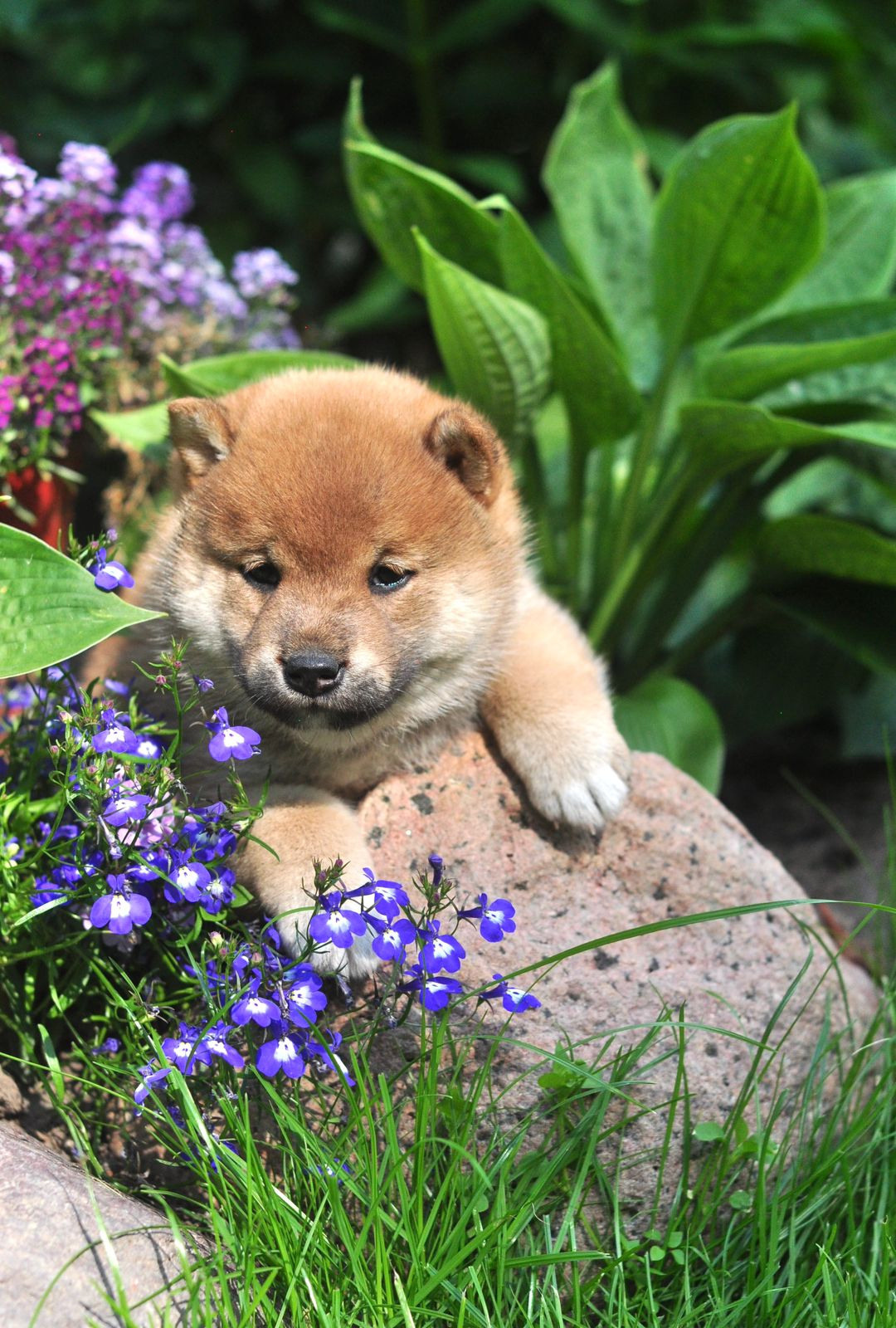 сиба питомник Рубилайт щенки на продажу rubylight  сиба щенки купить