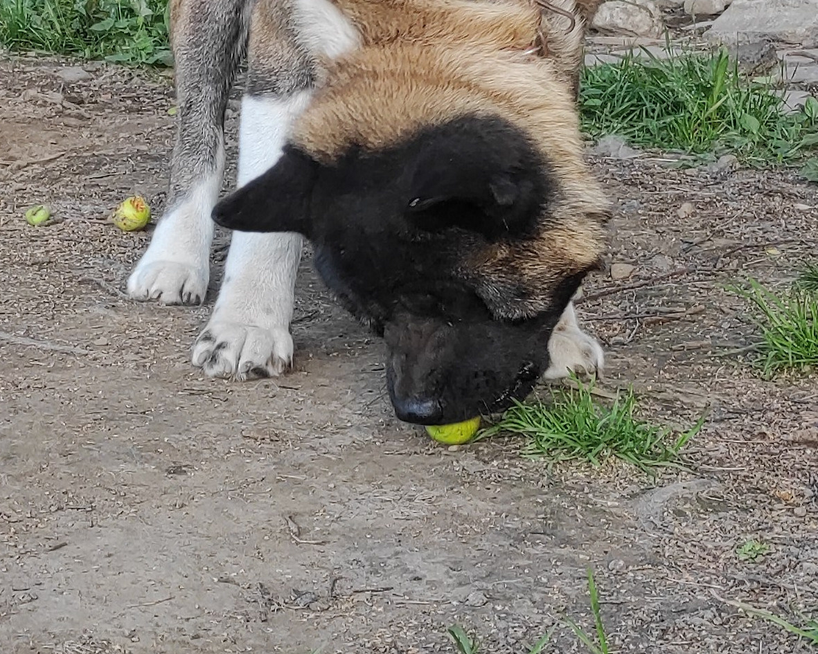 Triumf Sibiri Sting Shape of my Heart * Сэм   Американская Акита кобель питомник RUBYLIGHT Санкт-Петербург