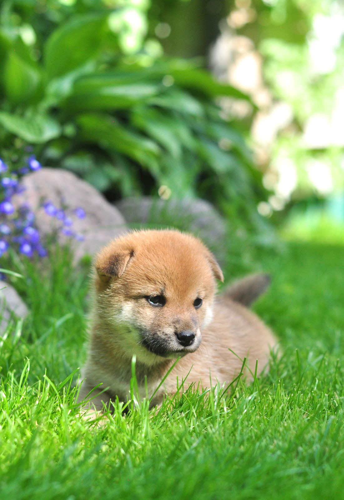 сиба питомник Рубилайт щенки на продажу rubylight  сиба щенки купить