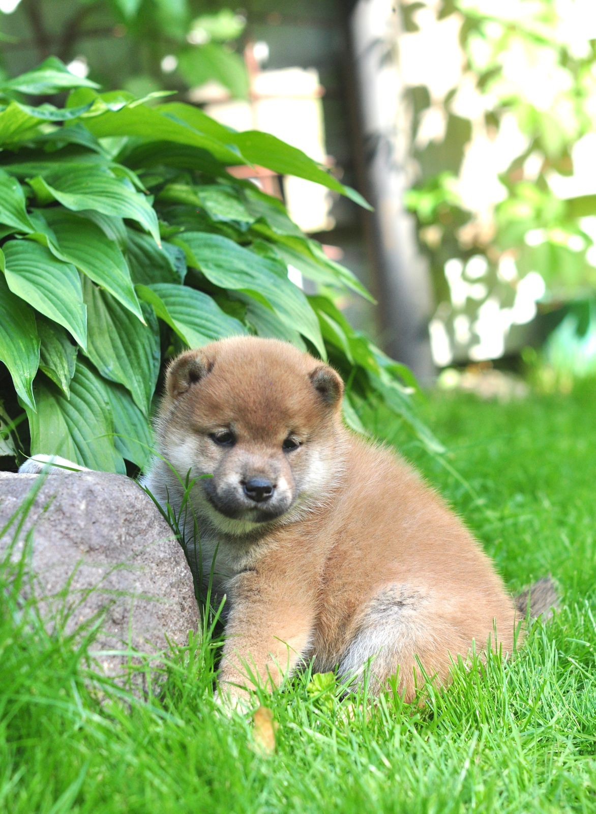 сиба питомник Рубилайт щенки на продажу rubylight  сиба щенки купить