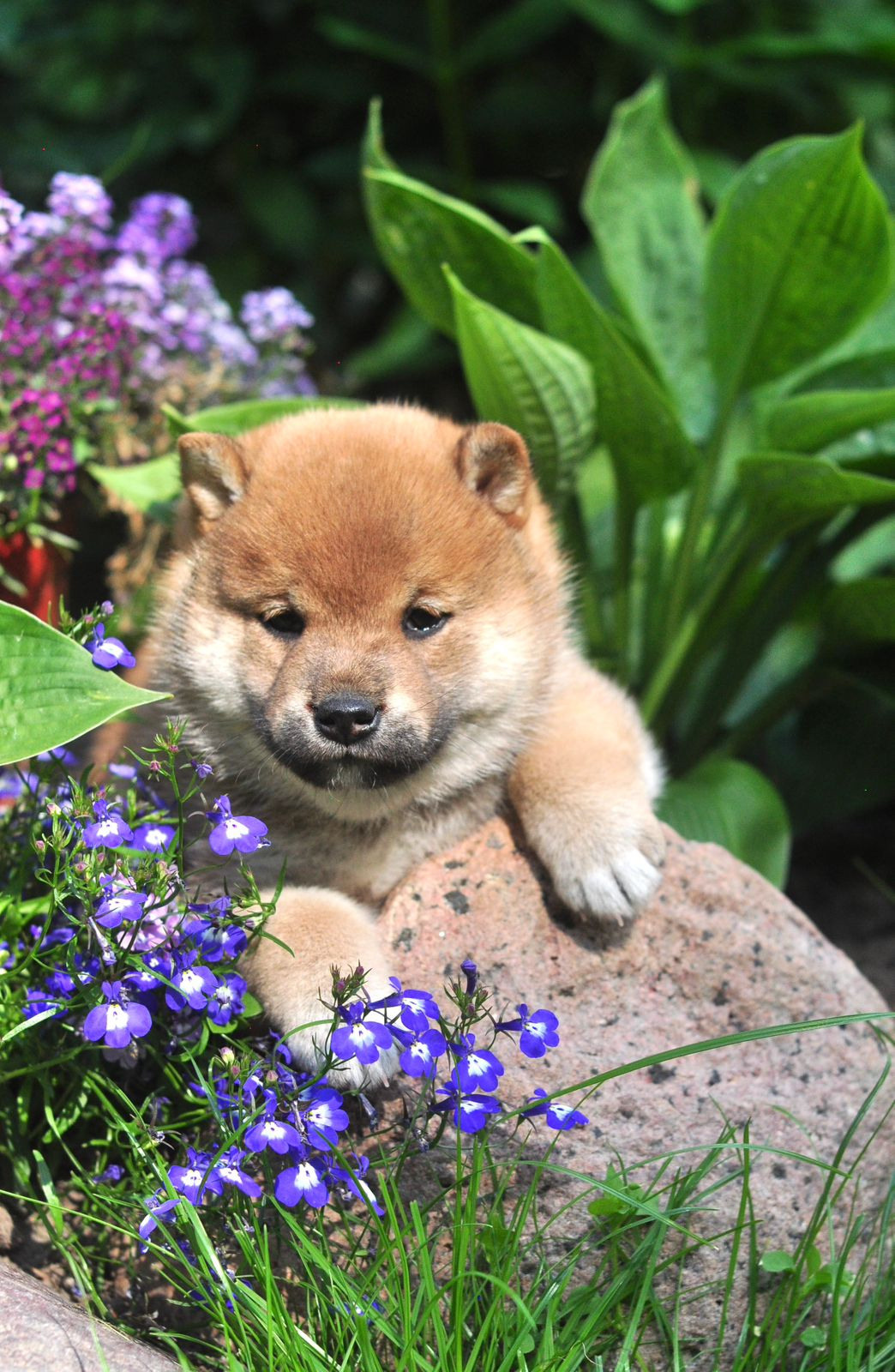 сиба питомник Рубилайт щенки на продажу rubylight  сиба щенки купить