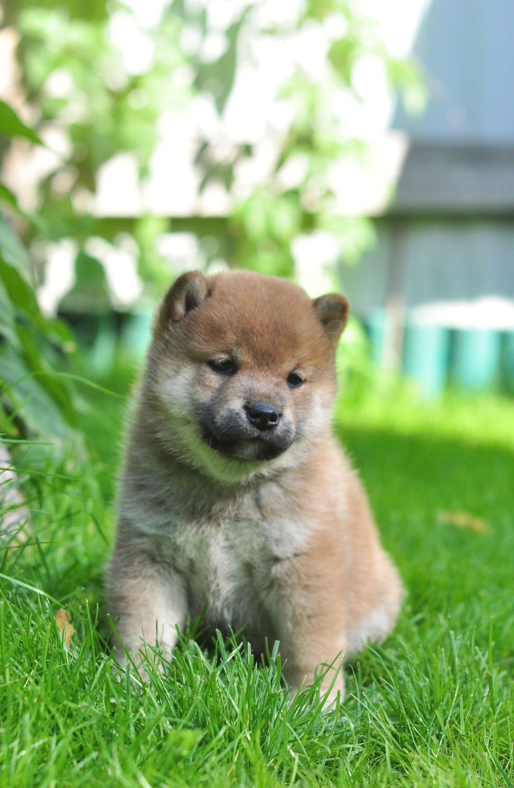 сиба питомник Рубилайт щенки на продажу rubylight  сиба щенки купить