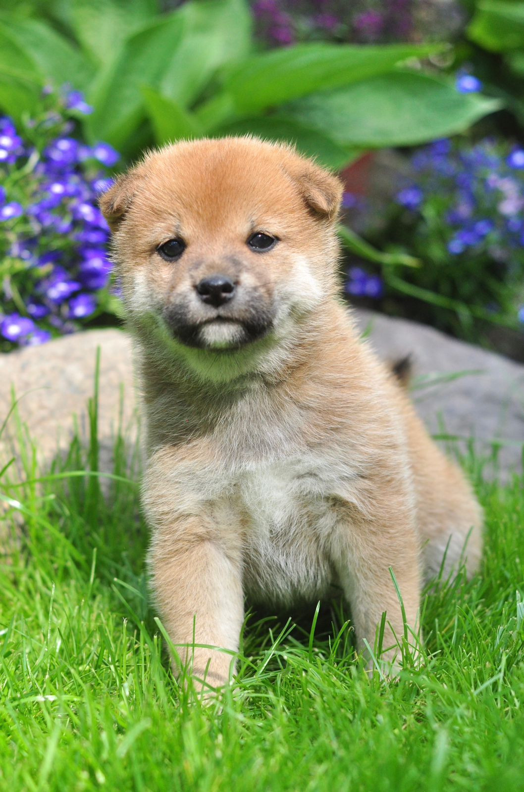 сиба питомник Рубилайт щенки на продажу rubylight  сиба щенки купить