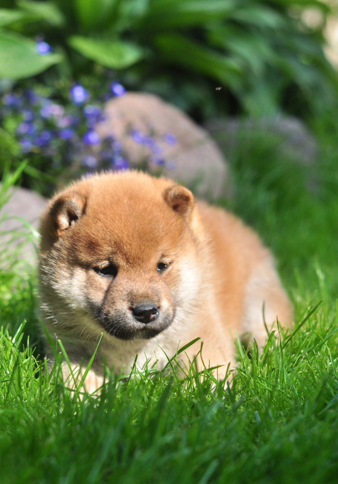 сиба питомник Рубилайт щенки на продажу rubylight  сиба щенки купить