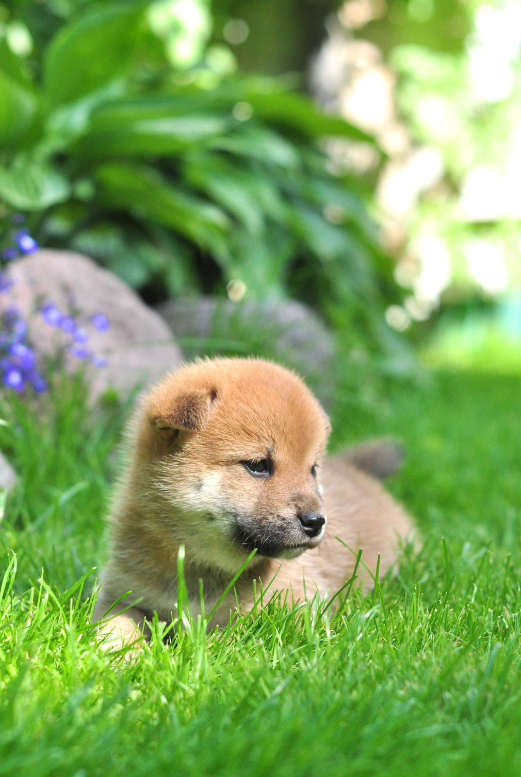 сиба питомник Рубилайт щенки на продажу rubylight  сиба щенки купить