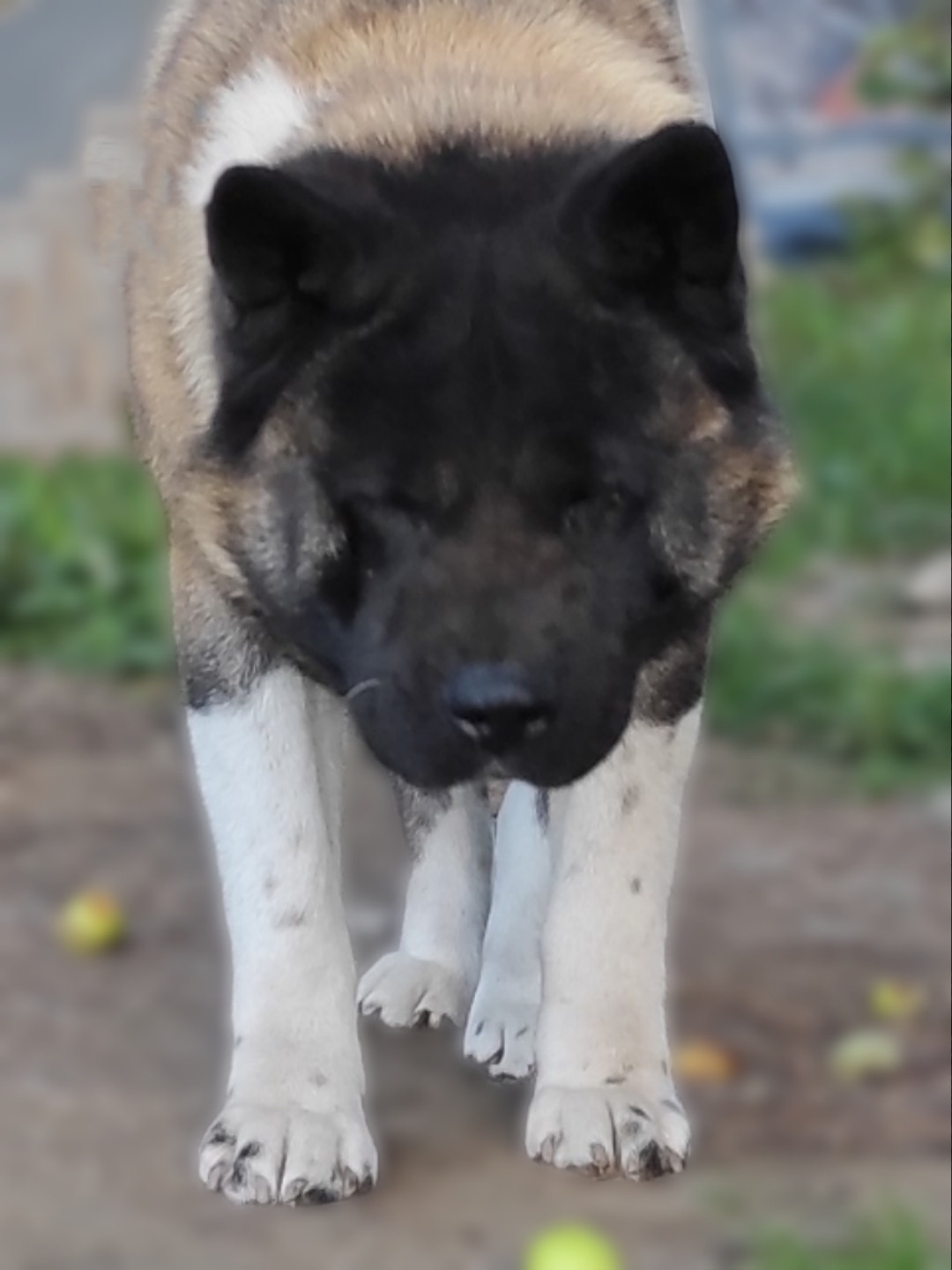 Triumf Sibiri Sting Shape of my Heart * Сэм   Американская Акита кобель питомник RUBYLIGHT Санкт-Петербург