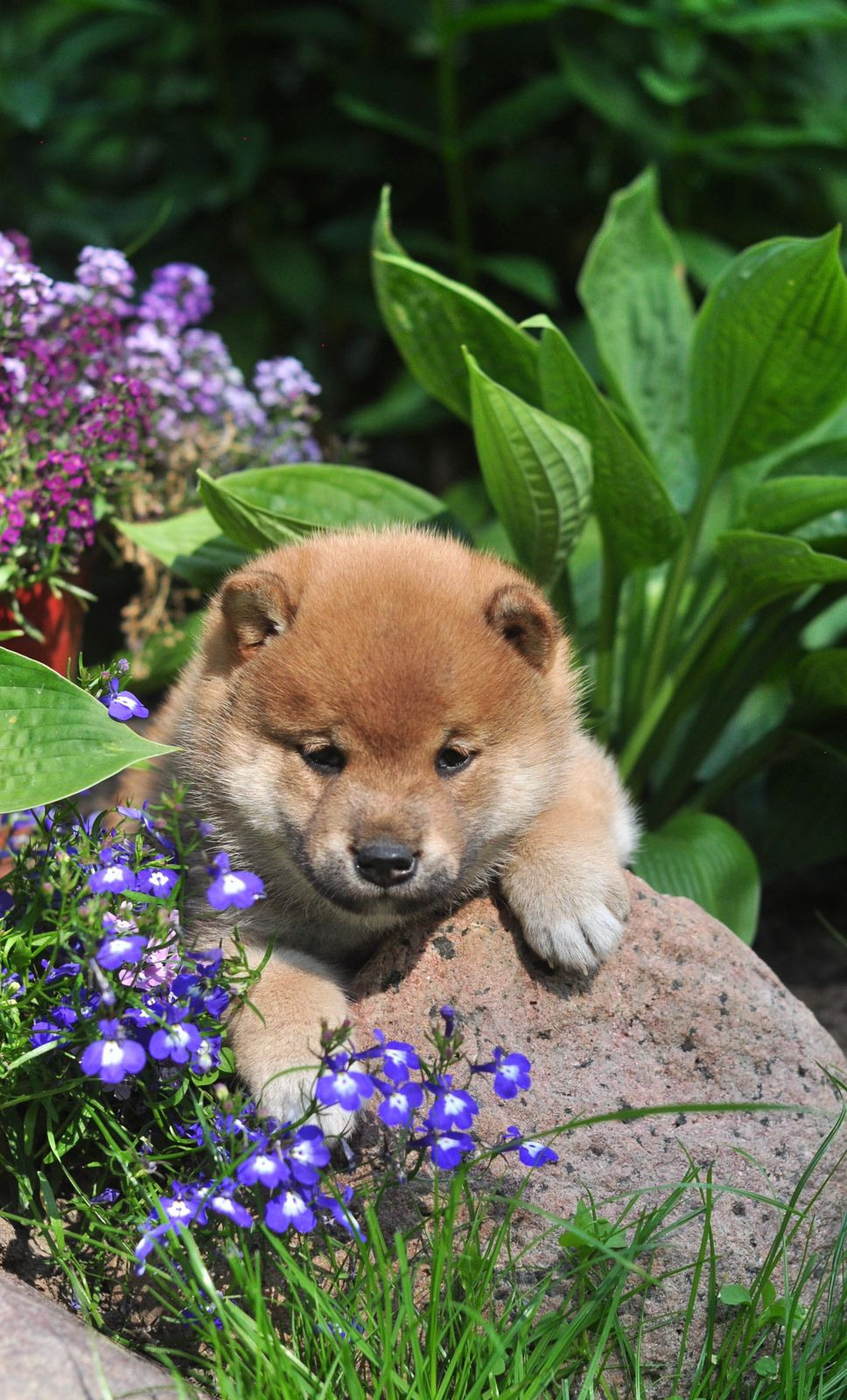 сиба питомник Рубилайт щенки на продажу rubylight  сиба щенки купить