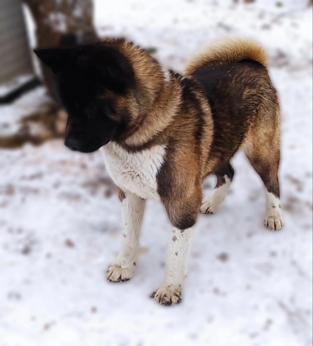 Triumf Sibiri Sting Shape of my Heart * Сэм   Американская Акита кобель питомник RUBYLIGHT Санкт-Петербург