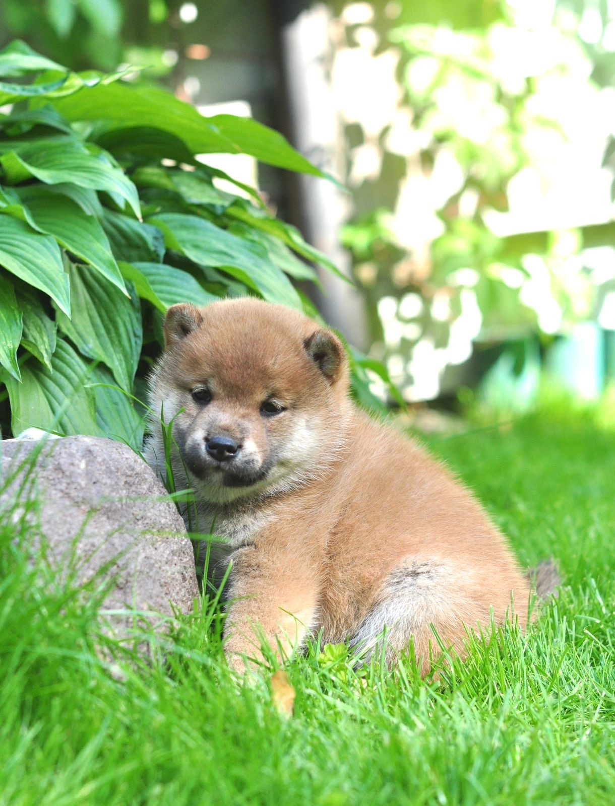 сиба питомник Рубилайт щенки на продажу rubylight  сиба щенки купить