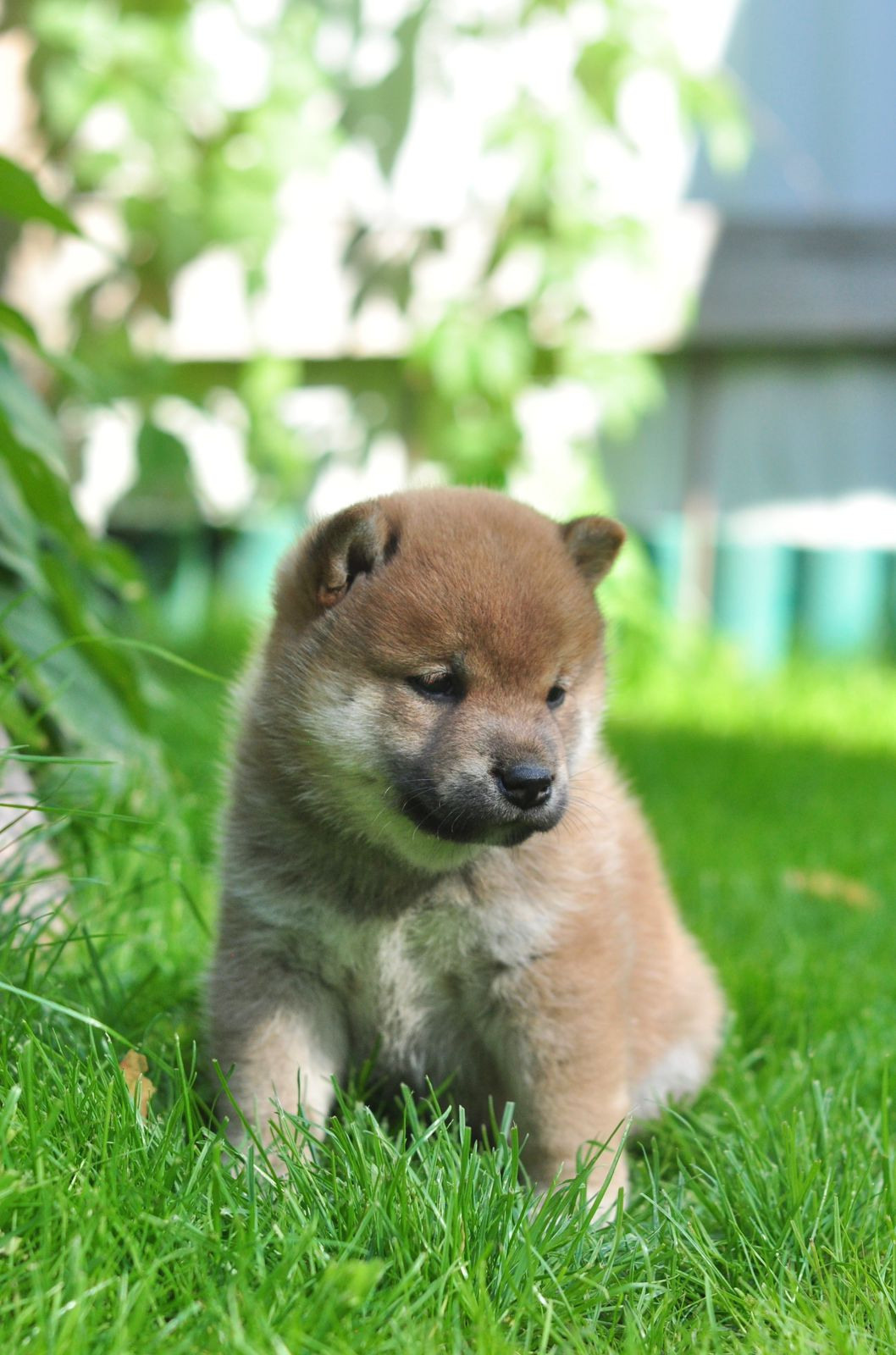 сиба питомник Рубилайт щенки на продажу rubylight  сиба щенки купить