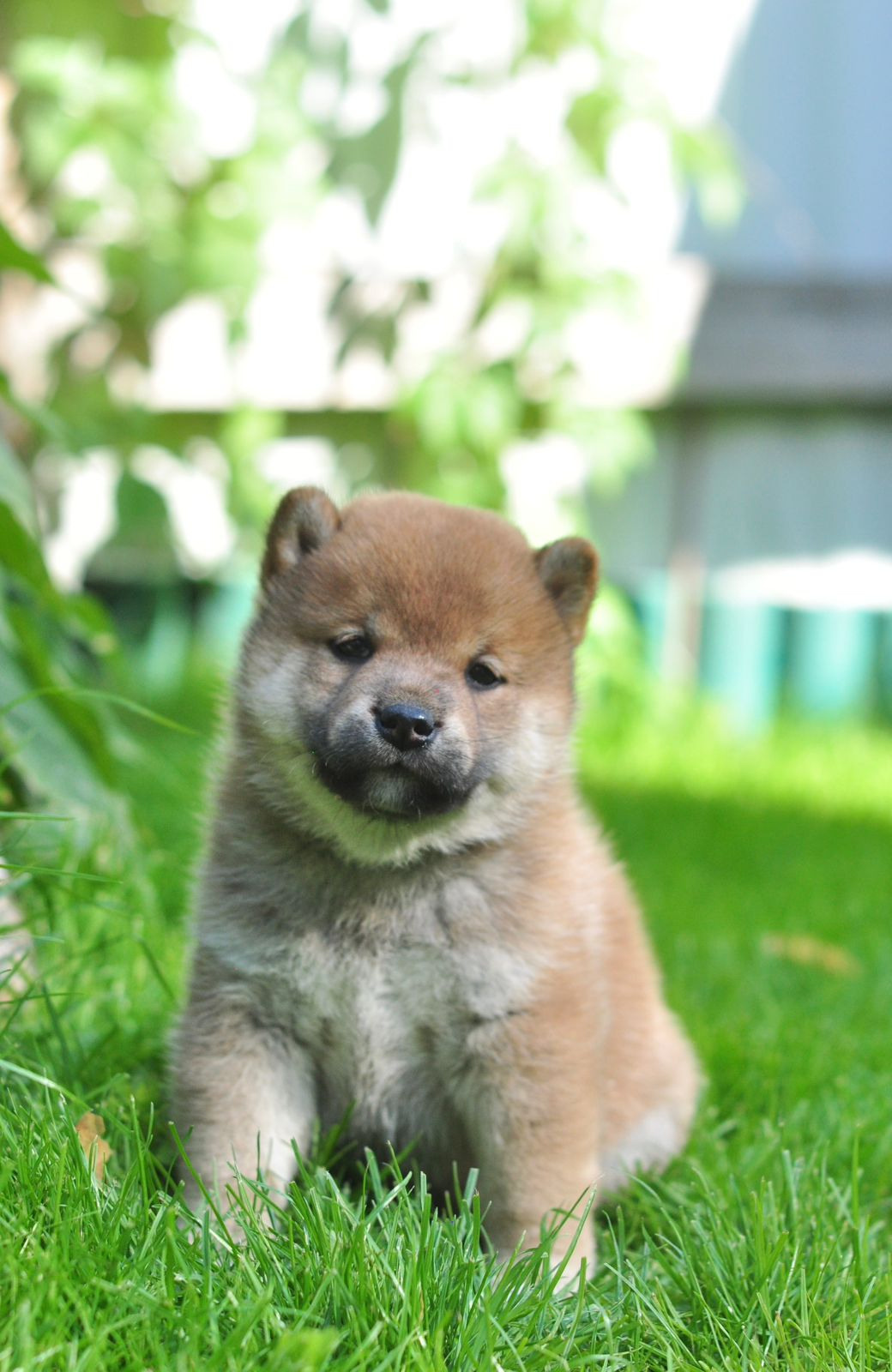 сиба питомник Рубилайт щенки на продажу rubylight  сиба щенки купить