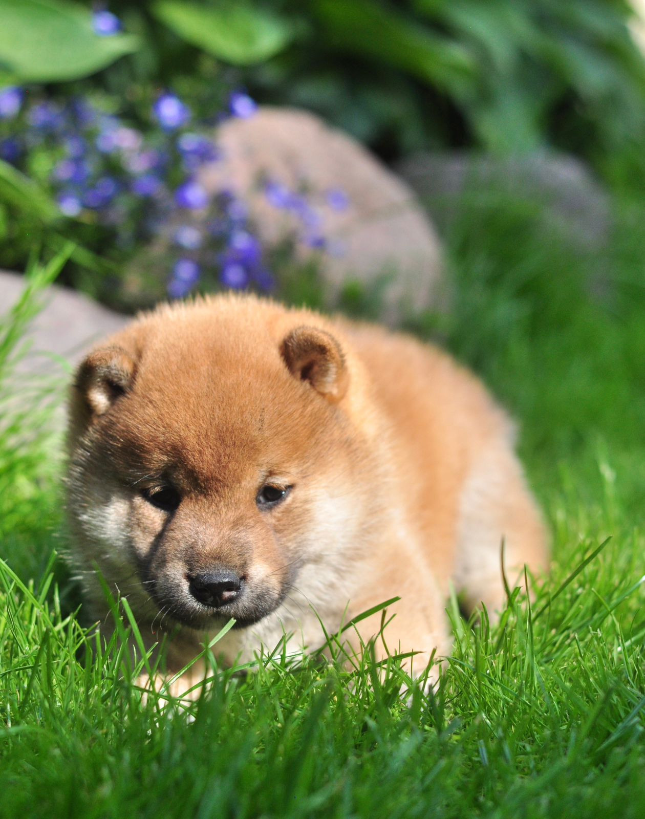 сиба питомник Рубилайт щенки на продажу rubylight  сиба щенки купить