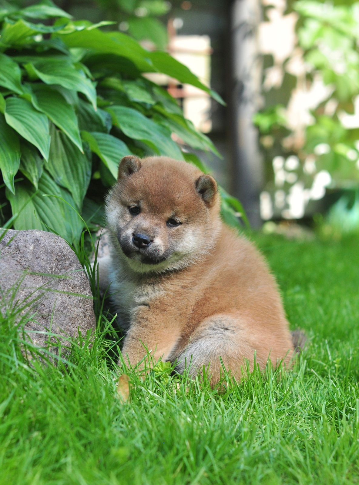 сиба питомник Рубилайт щенки на продажу rubylight  сиба щенки купить