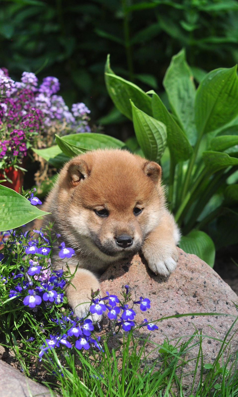 сиба питомник Рубилайт щенки на продажу rubylight  сиба щенки купить