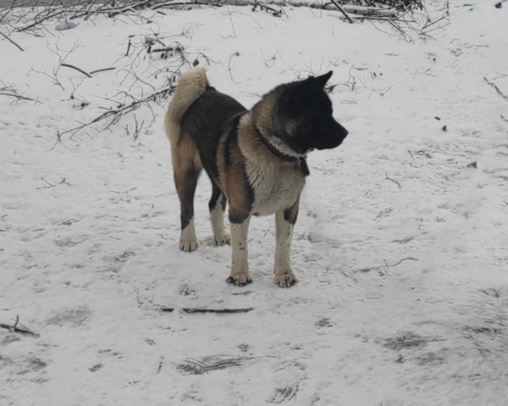 Triumf Sibiri Sting Shape of my Heart * Сэм   Американская Акита кобель питомник RUBYLIGHT Санкт-Петербург