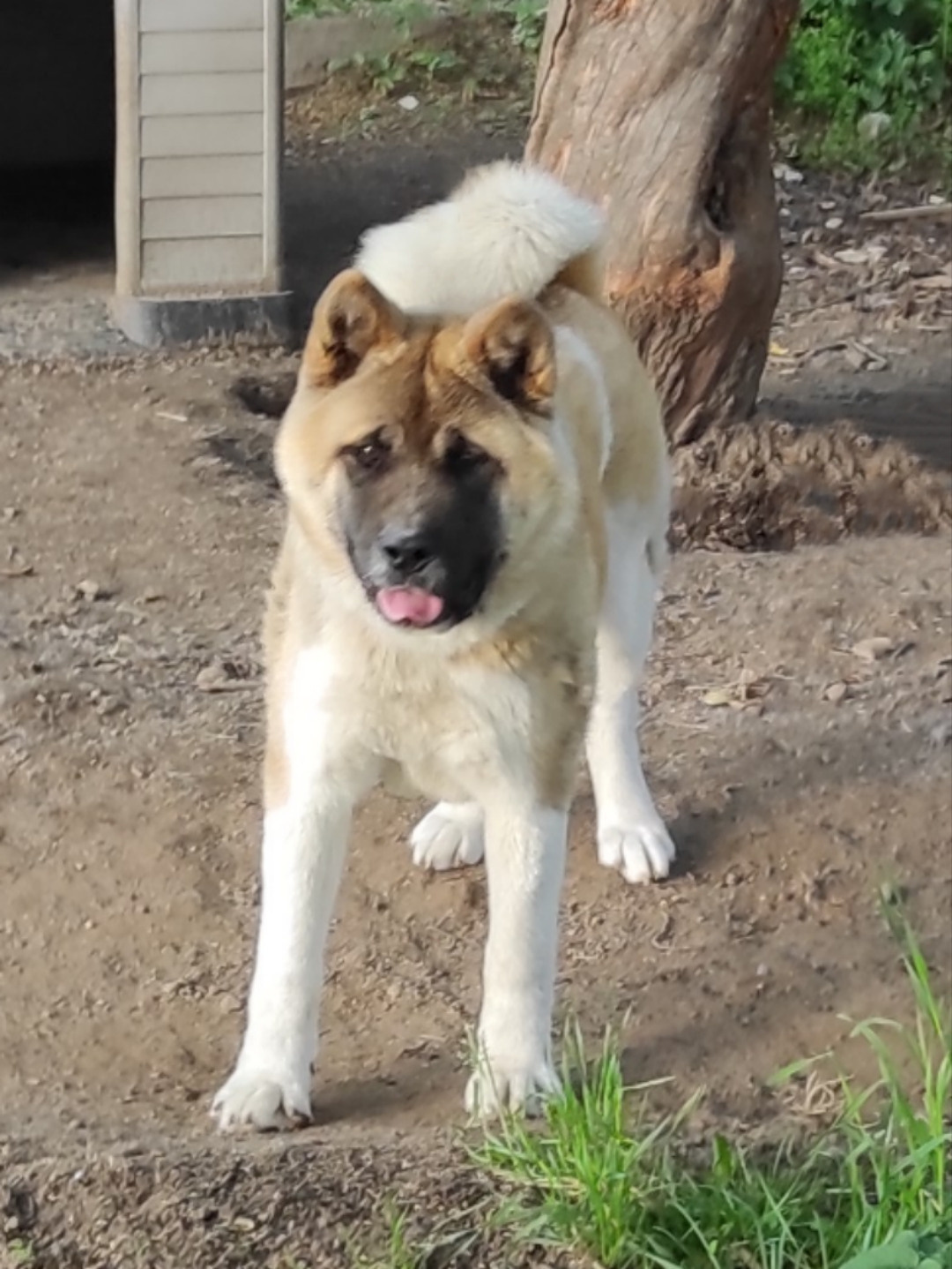 RUBYLIGHT SAY LOVE* Сая. Американская акита I Сиба ину I Питомник RUBYLIGHT