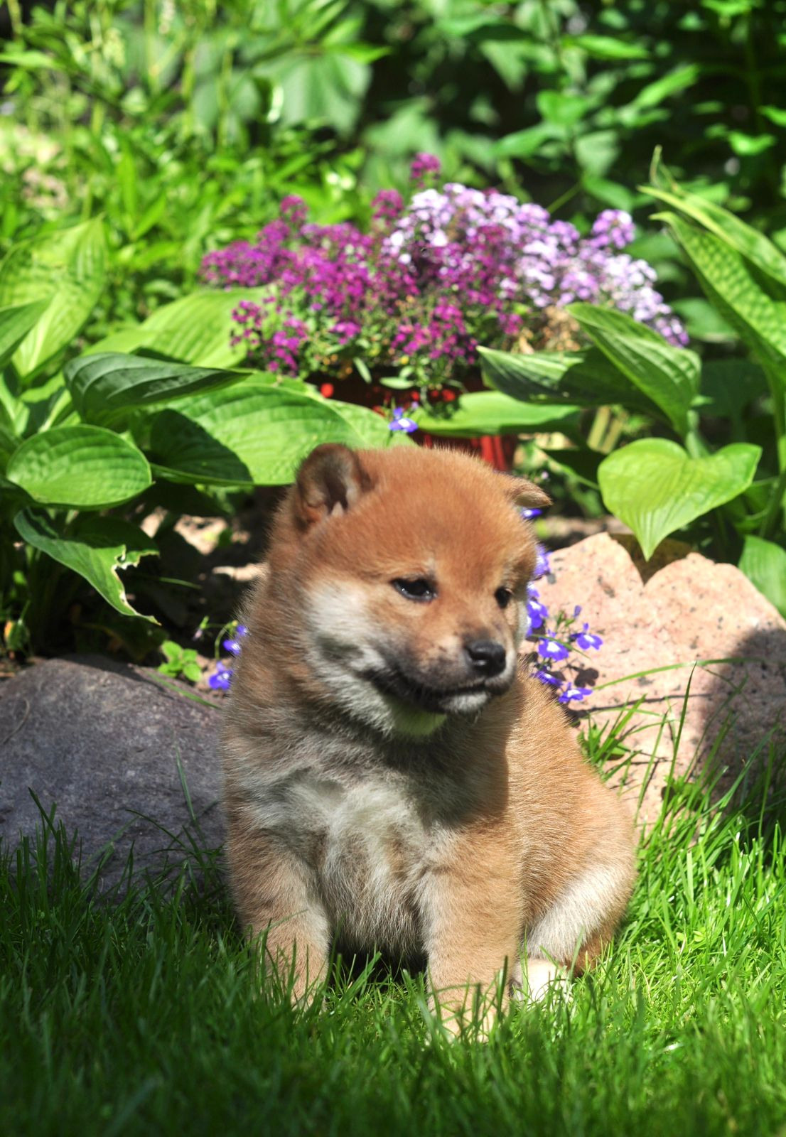 сиба питомник Рубилайт щенки на продажу rubylight  сиба щенки купить