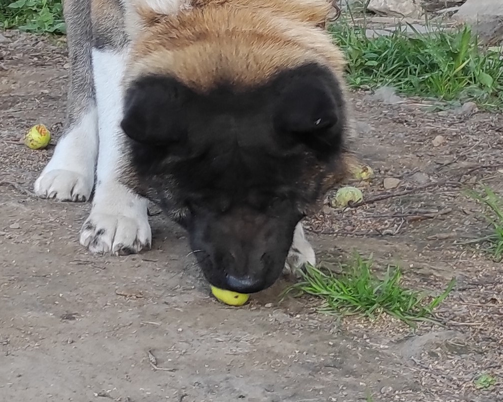 Triumf Sibiri Sting Shape of my Heart * Сэм   Американская Акита кобель питомник RUBYLIGHT Санкт-Петербург