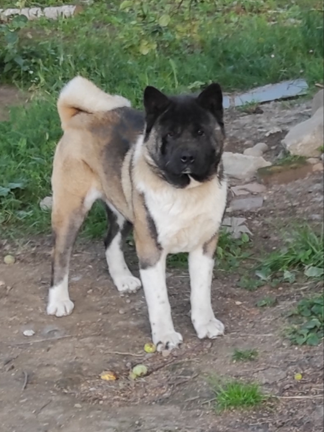 Triumf Sibiri Sting Shape of my Heart * Сэм   Американская Акита кобель питомник RUBYLIGHT Санкт-Петербург