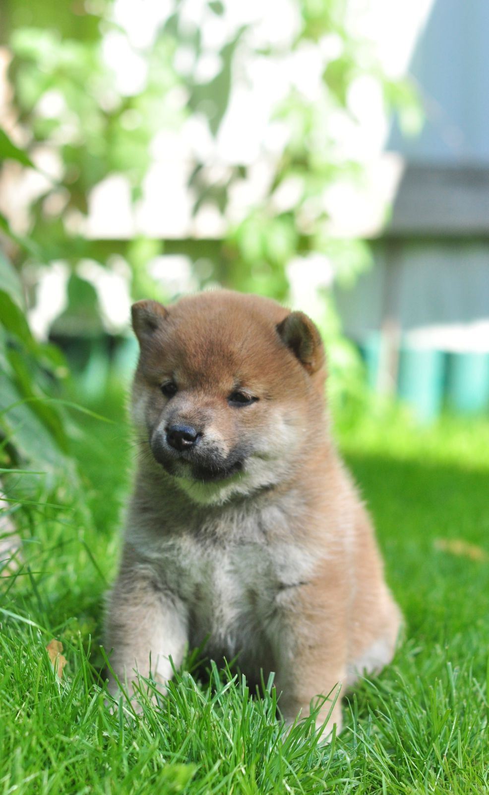 сиба питомник Рубилайт щенки на продажу rubylight  сиба щенки купить