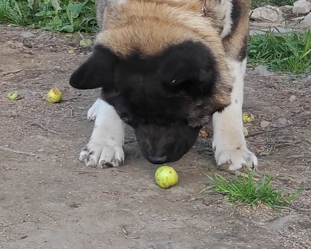 Triumf Sibiri Sting Shape of my Heart * Сэм   Американская Акита кобель питомник RUBYLIGHT Санкт-Петербург