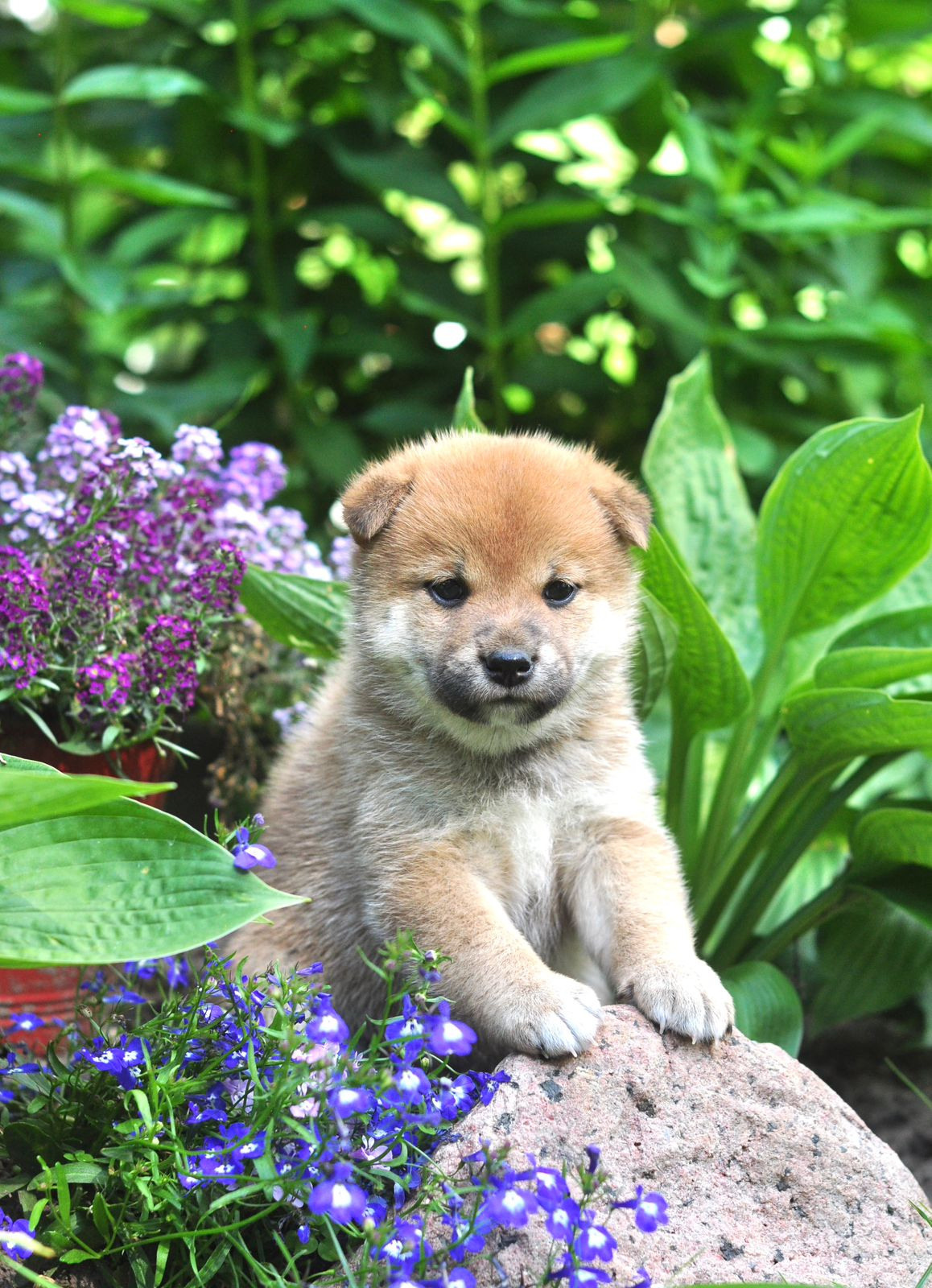 сиба питомник Рубилайт щенки на продажу rubylight  сиба щенки купить