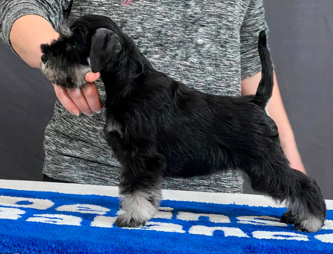 Delinso Balance Yanet Behatti