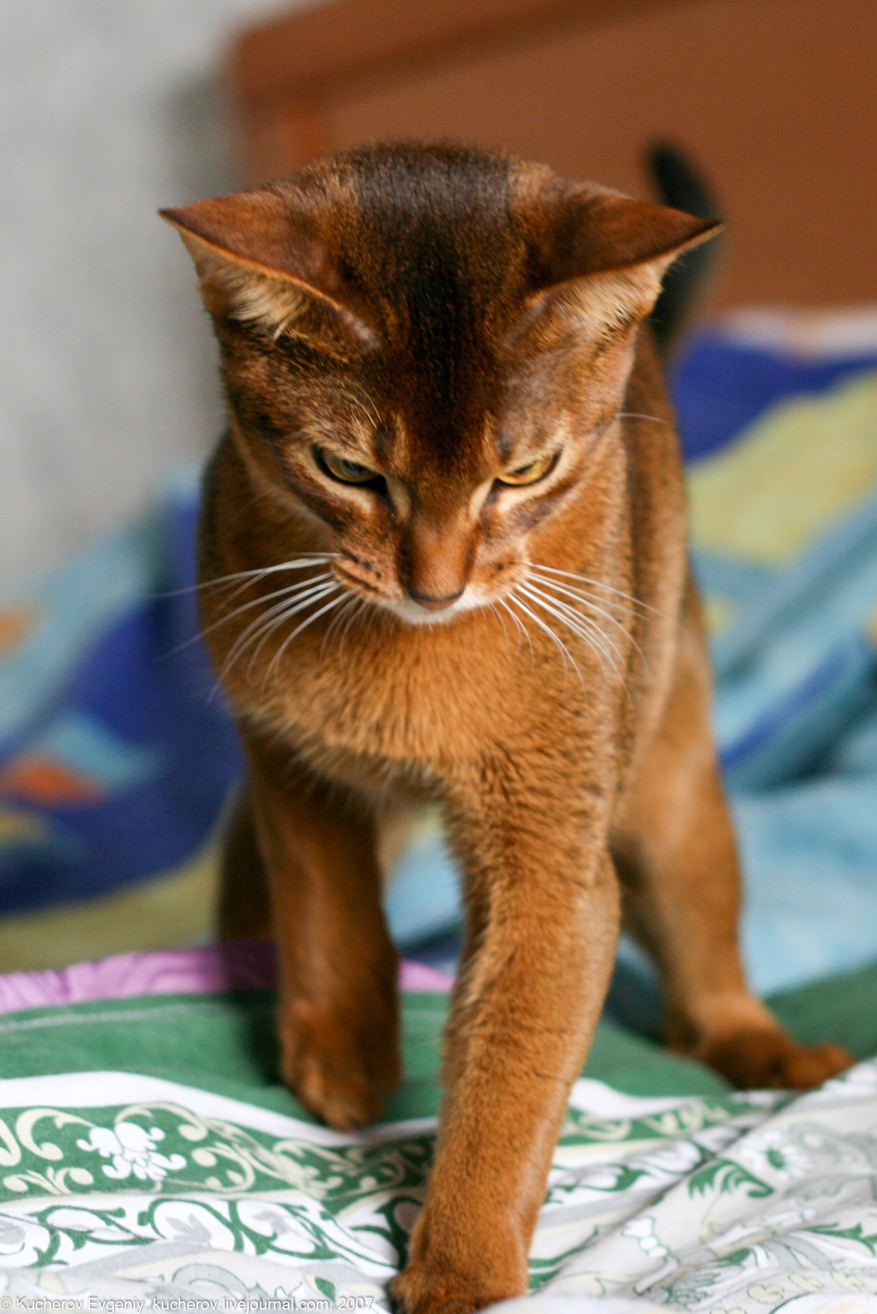 Животные. Кучеров Евгений. Фотограф