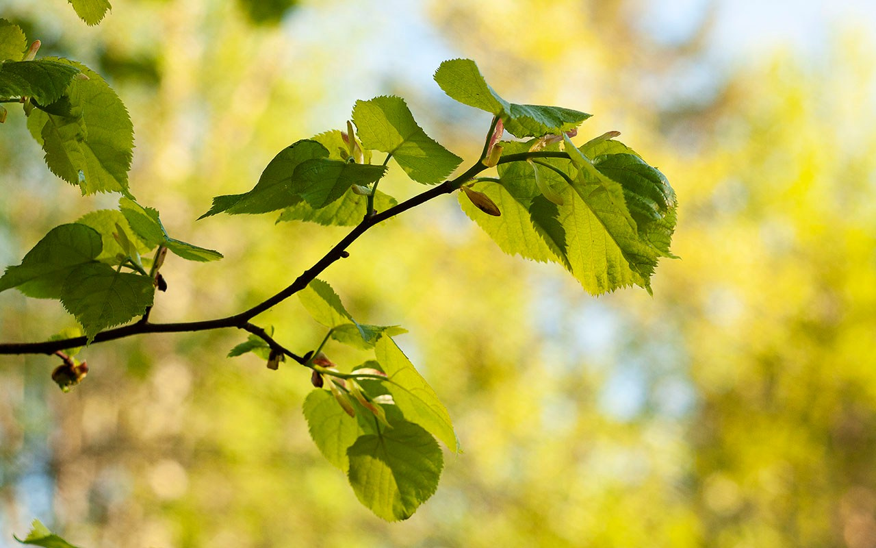 Деревья. Природа севера