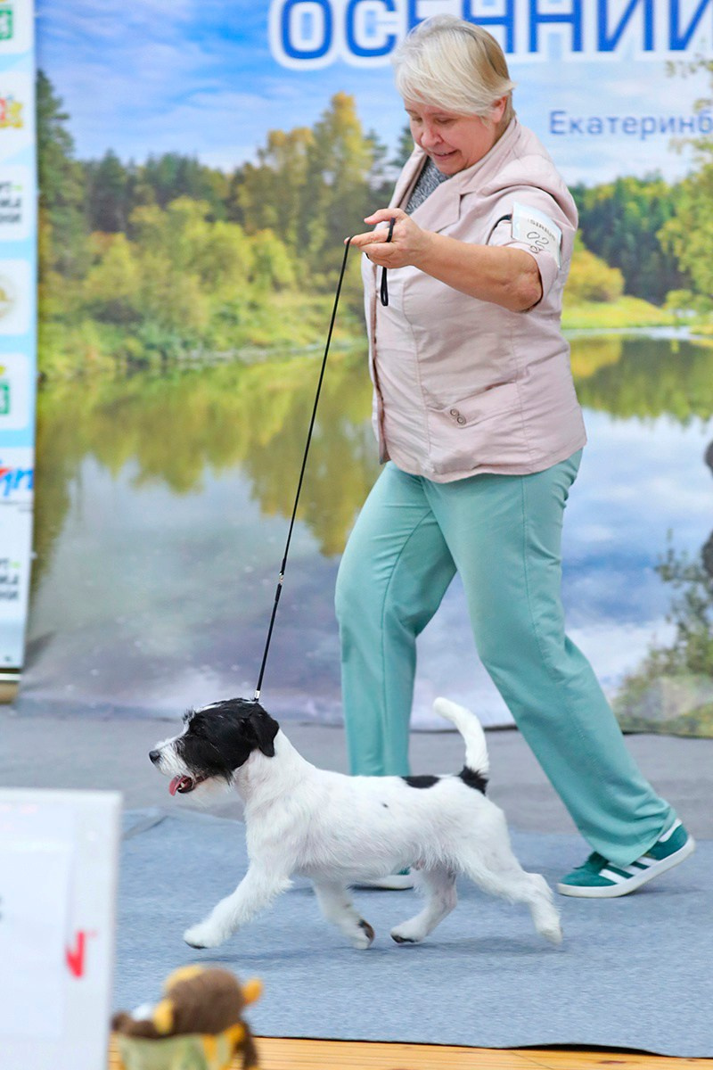 Port Fortis Play Boy