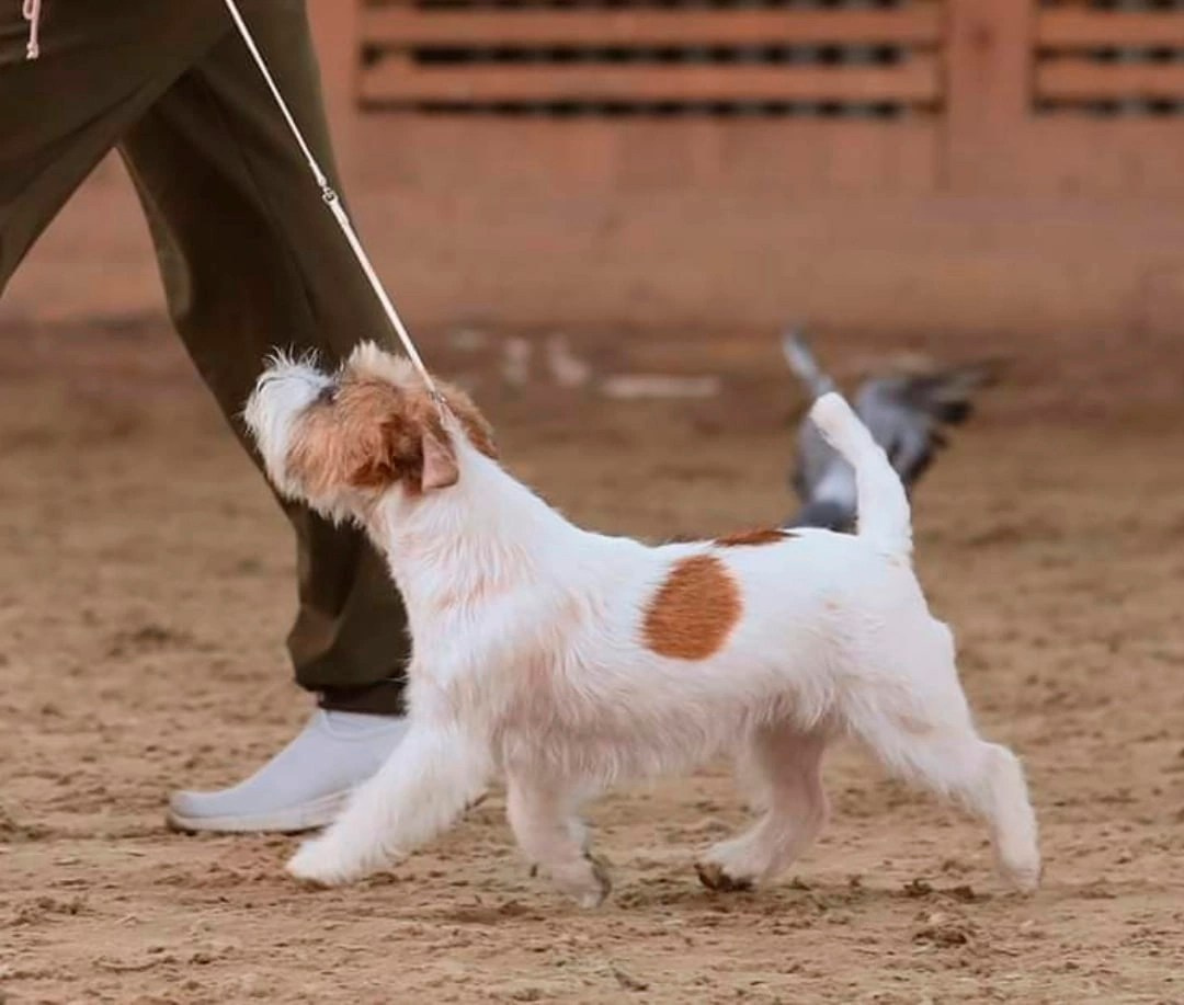 Port Fortis Xtreme Beauty