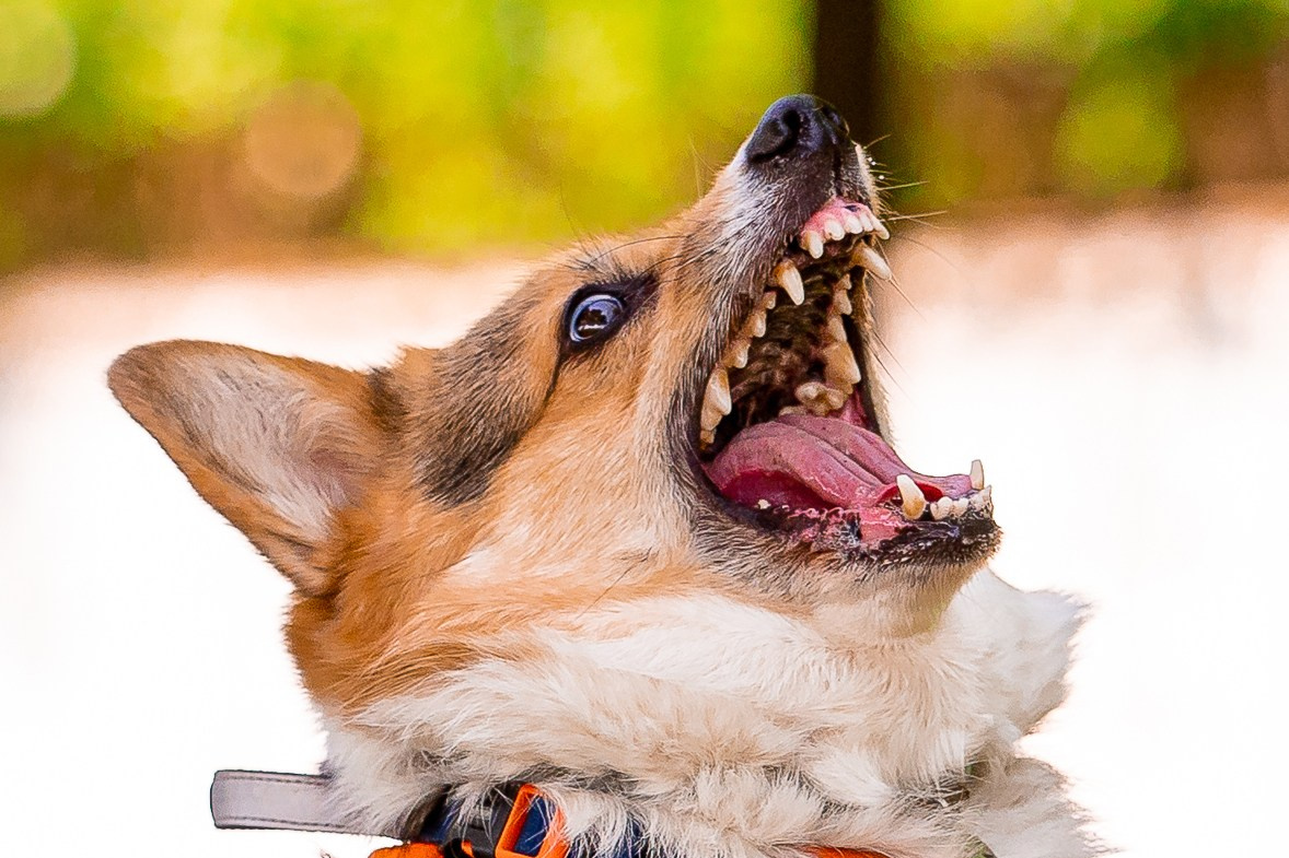 Собаки. Фотограф-анималист в Санкт-Петербурге Анастасия Иванова