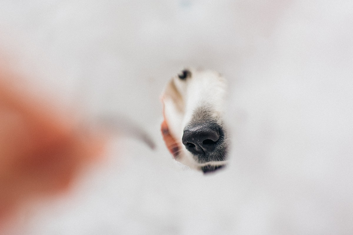 ШАНТИ и СЕМЬЯ. Свадебный и семейный фотограф РИТА БОЧКАРЁВА