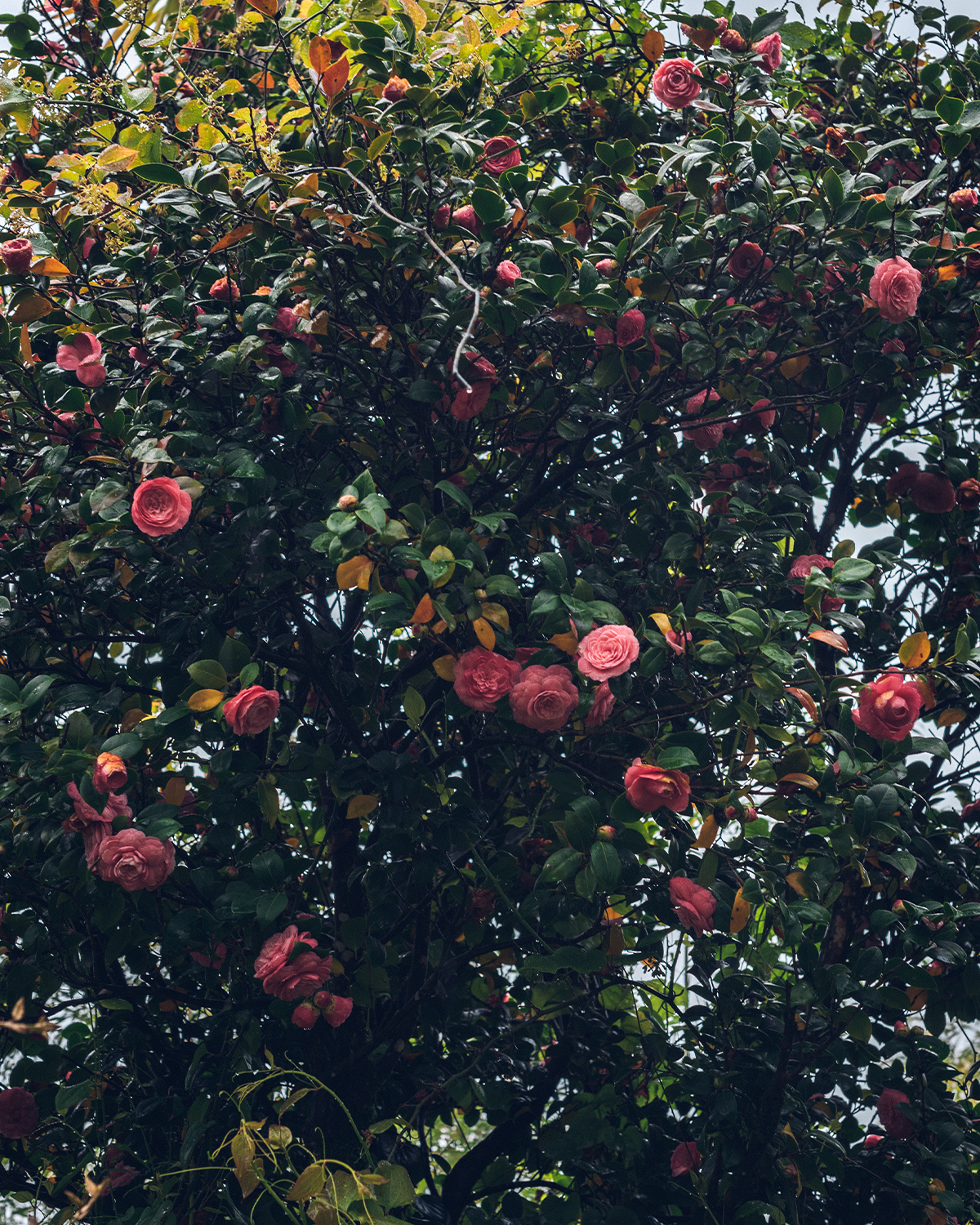 Абхазия в объективе: путешествие рекламного фотографа из Гуанчжоу. Коммерческий и предметный фотограф в Гуанчжоу Коваленко Александр