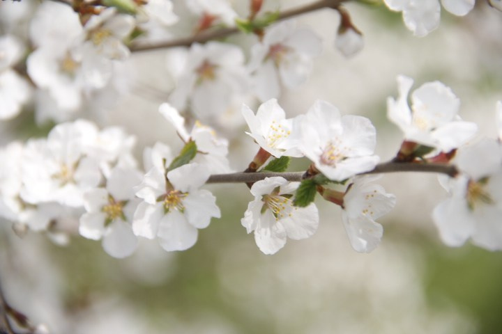 Весна. Ваш фотограф Северск | Томск