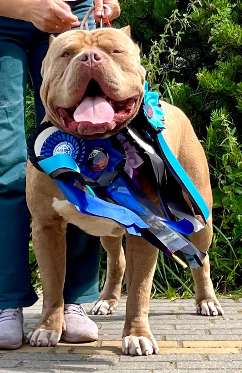 Наши собаки. Американские булли XL в г. Калининград. Питомник Great Bully UNIVERSE