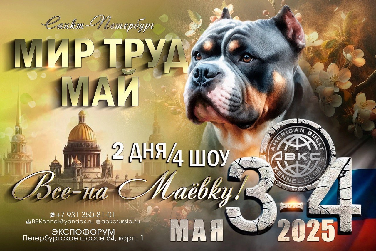 Участие в выставках. Американские булли XL в г. Калининград. Питомник Great Bully UNIVERSE