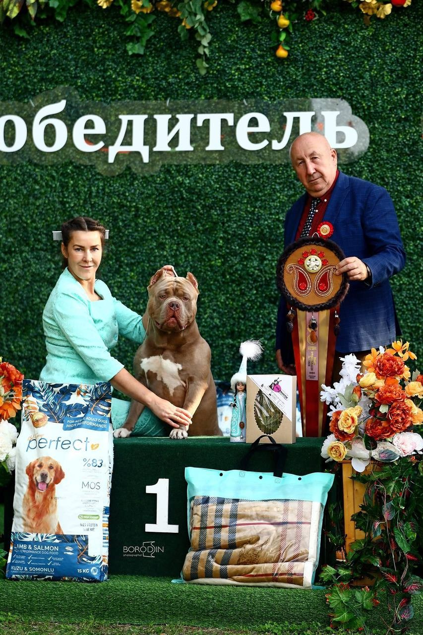 Участие в выставках. Американские булли XL в г. Калининград. Питомник Great Bully UNIVERSE