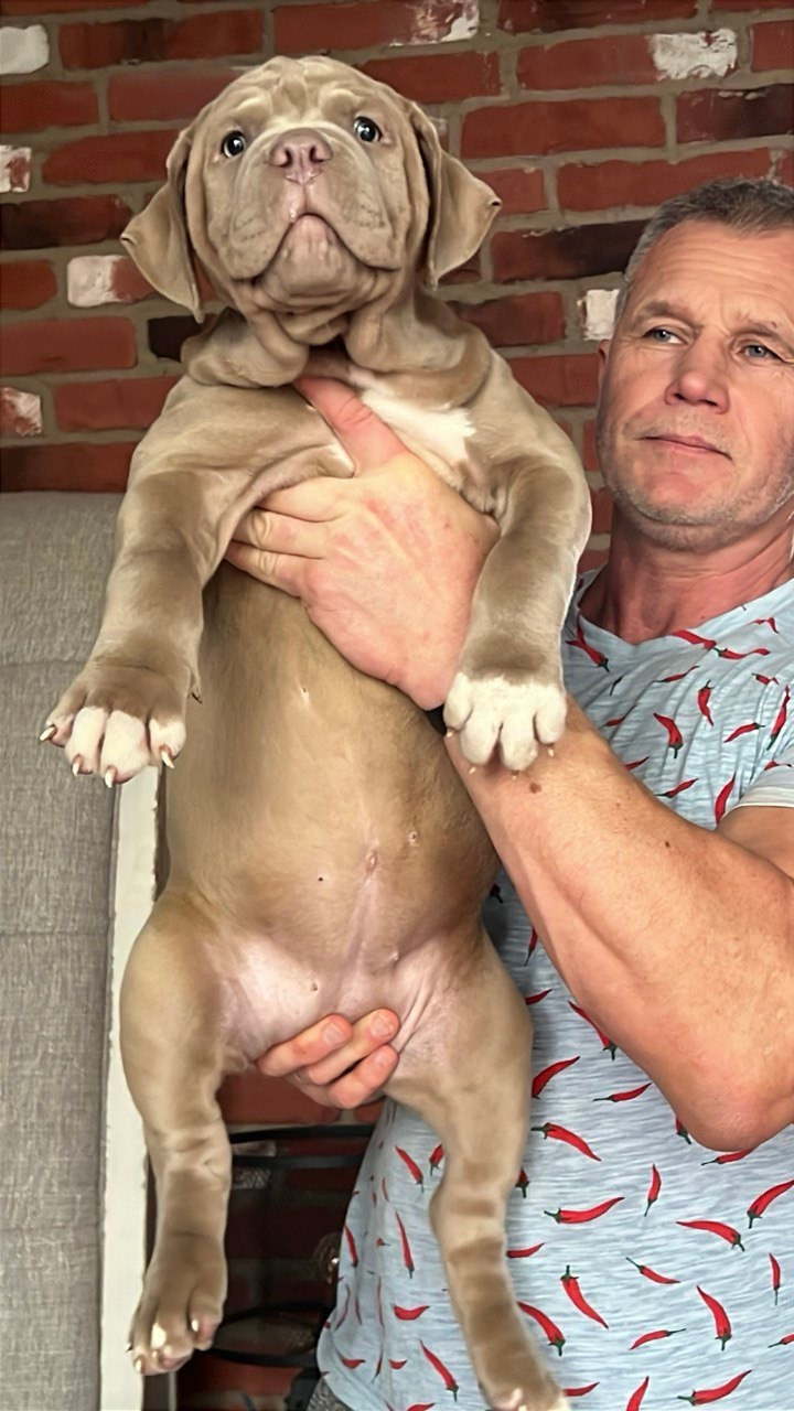 Hunter&Queenie, 10.09.25. Американские булли XL в г. Калининград. Питомник Great Bully UNIVERSE