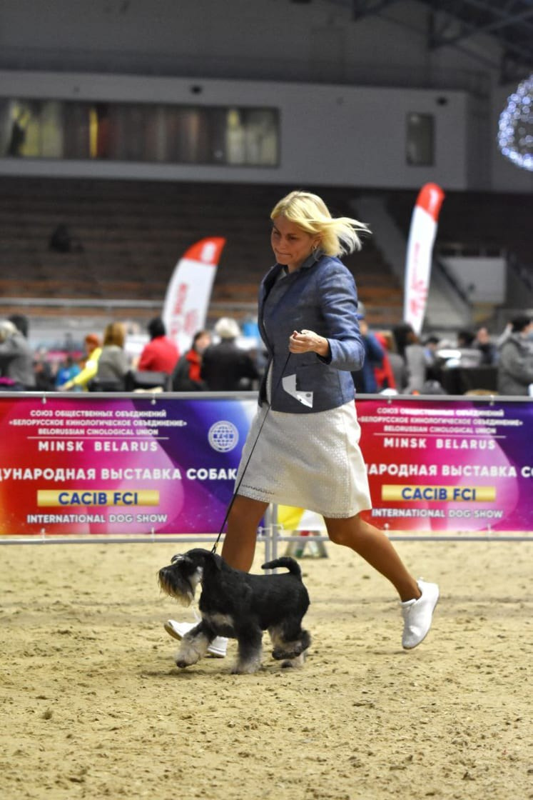 Питомник Делинсо Бэлэнс, щенки цвергшнауцера, купить щенка цвергшнауцера, питомник цвергшнауцеров, кобель цвергшнауцера для вязки, щенок цвергшнауцера, питомник цвергшнауцеров, черный с серебром, цверг, лучший питомник в беларуси