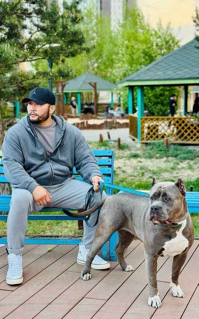 UPB’s Queenie & Zeus. 16.04.24. Американские булли XL в г. Калининград. Питомник Great Bully UNIVERSE