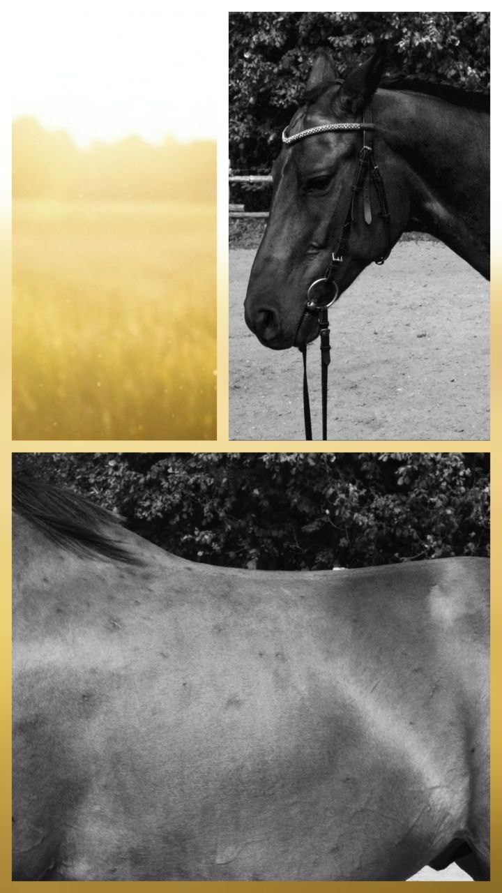 Мастерская креативной фотографии. Vladimir Borele Photographer