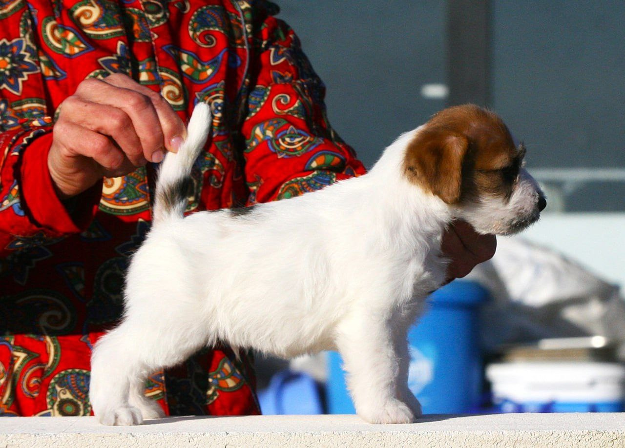 Кобель 1. Lovely-Orange питомник джек рассел терьеров