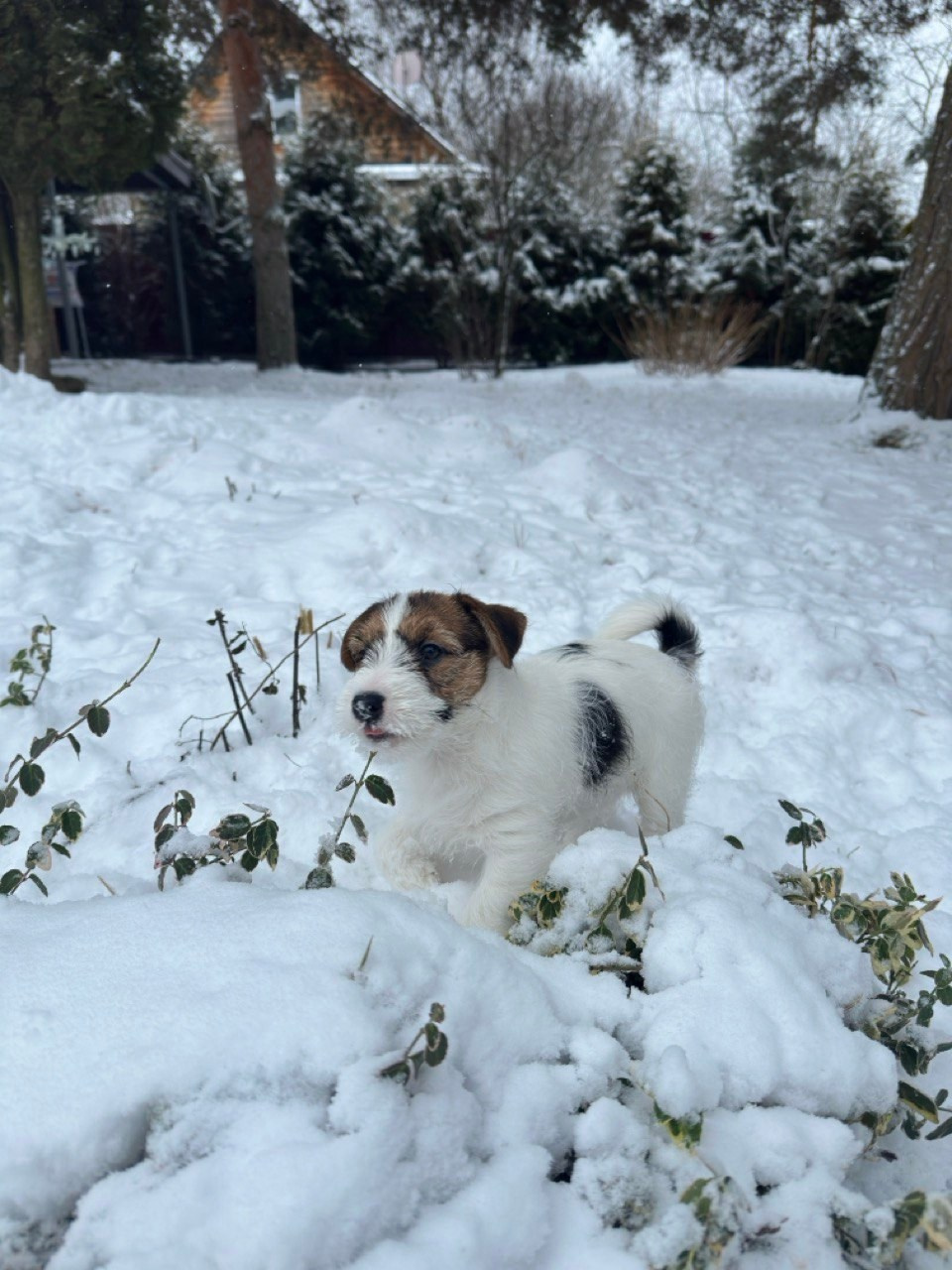 BELIEVE ME. Lovely-Orange питомник джек рассел терьеров