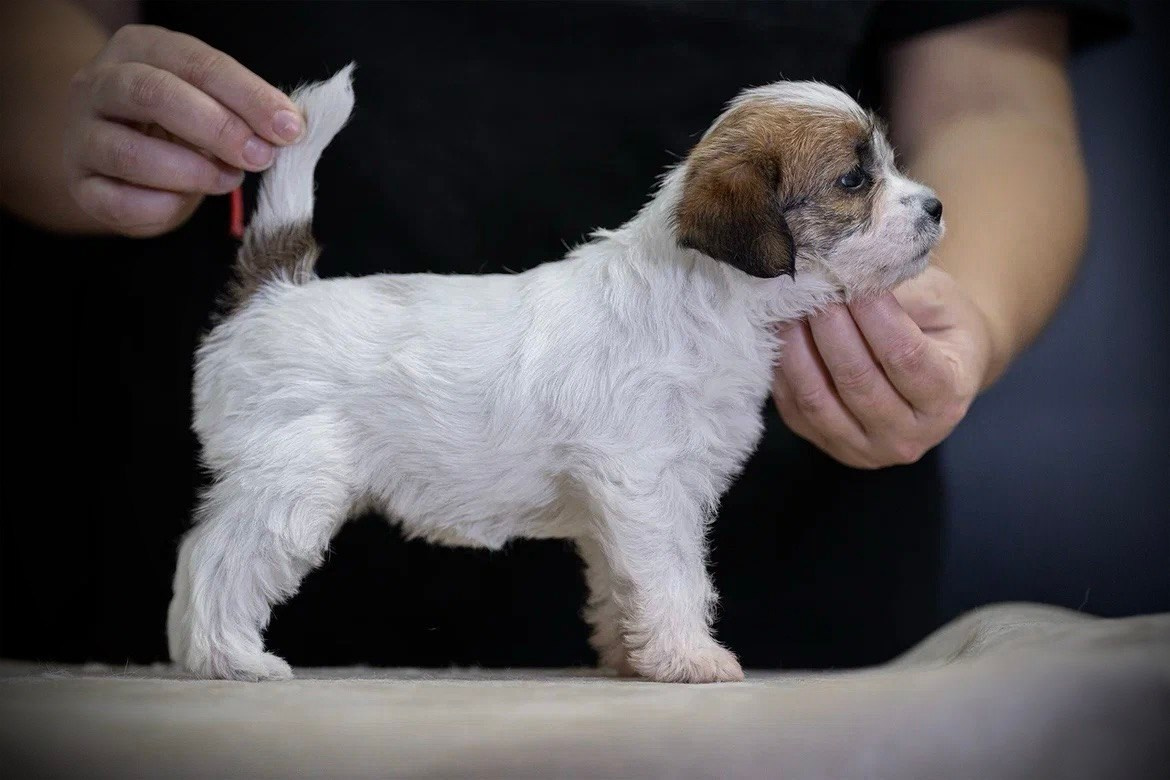 Сука 6. Lovely-Orange питомник джек рассел терьеров