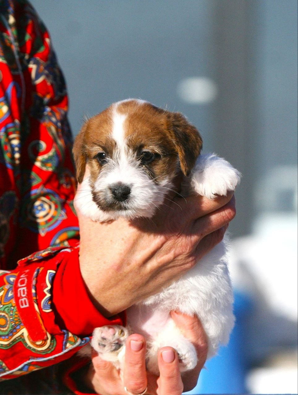 Сука 2. Lovely-Orange питомник джек рассел терьеров