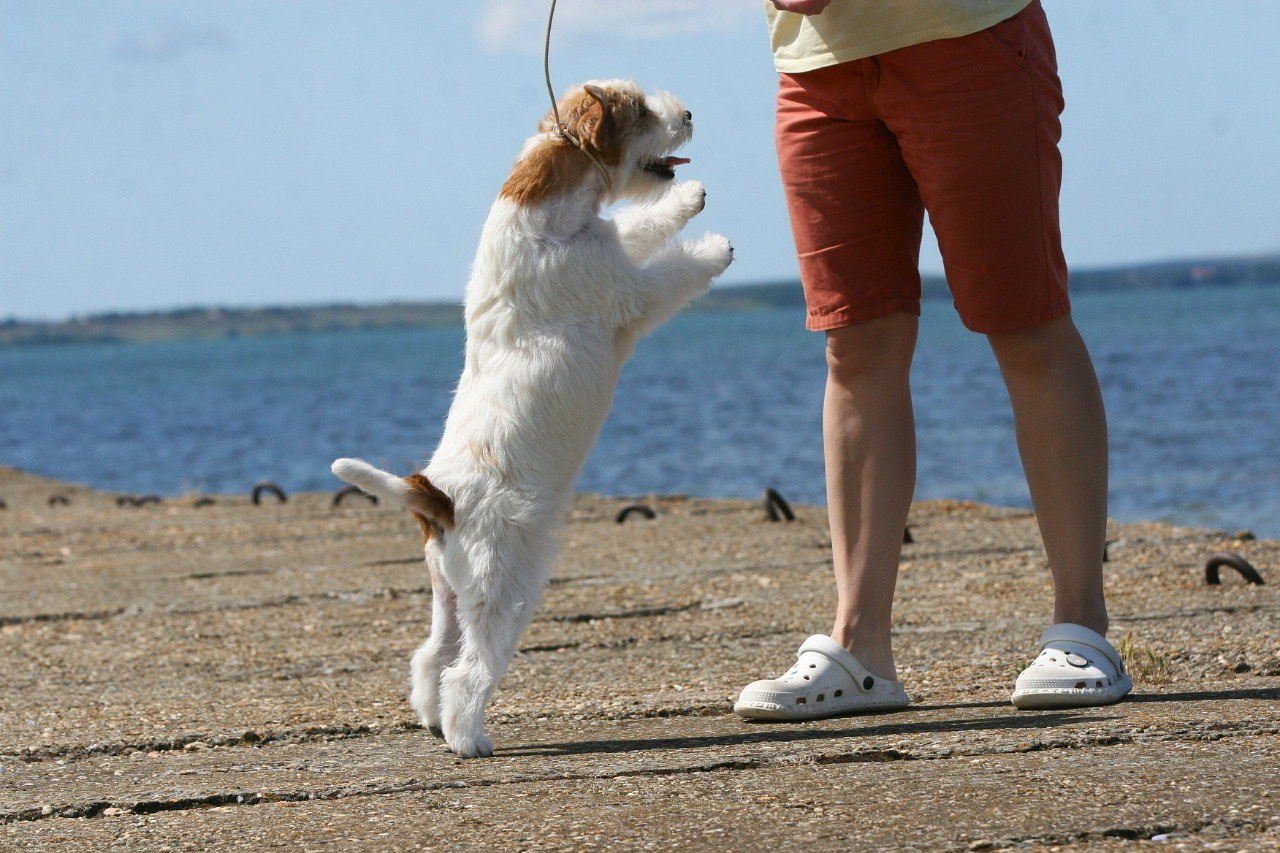 Lovely-Orange Colambina. Lovely-Orange питомник джек рассел терьеров